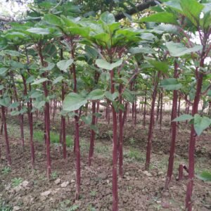 Red Army Stem Amarnath