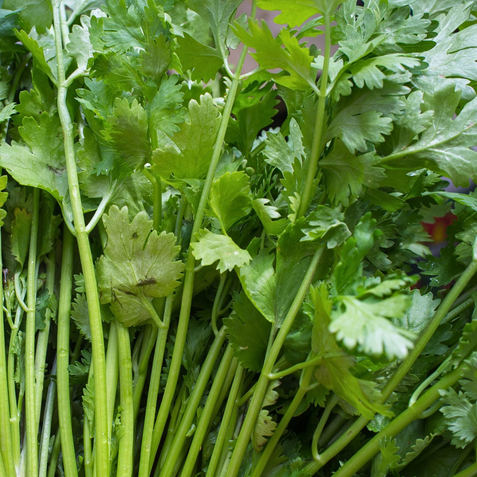 Non-GMO cilantro garden herb