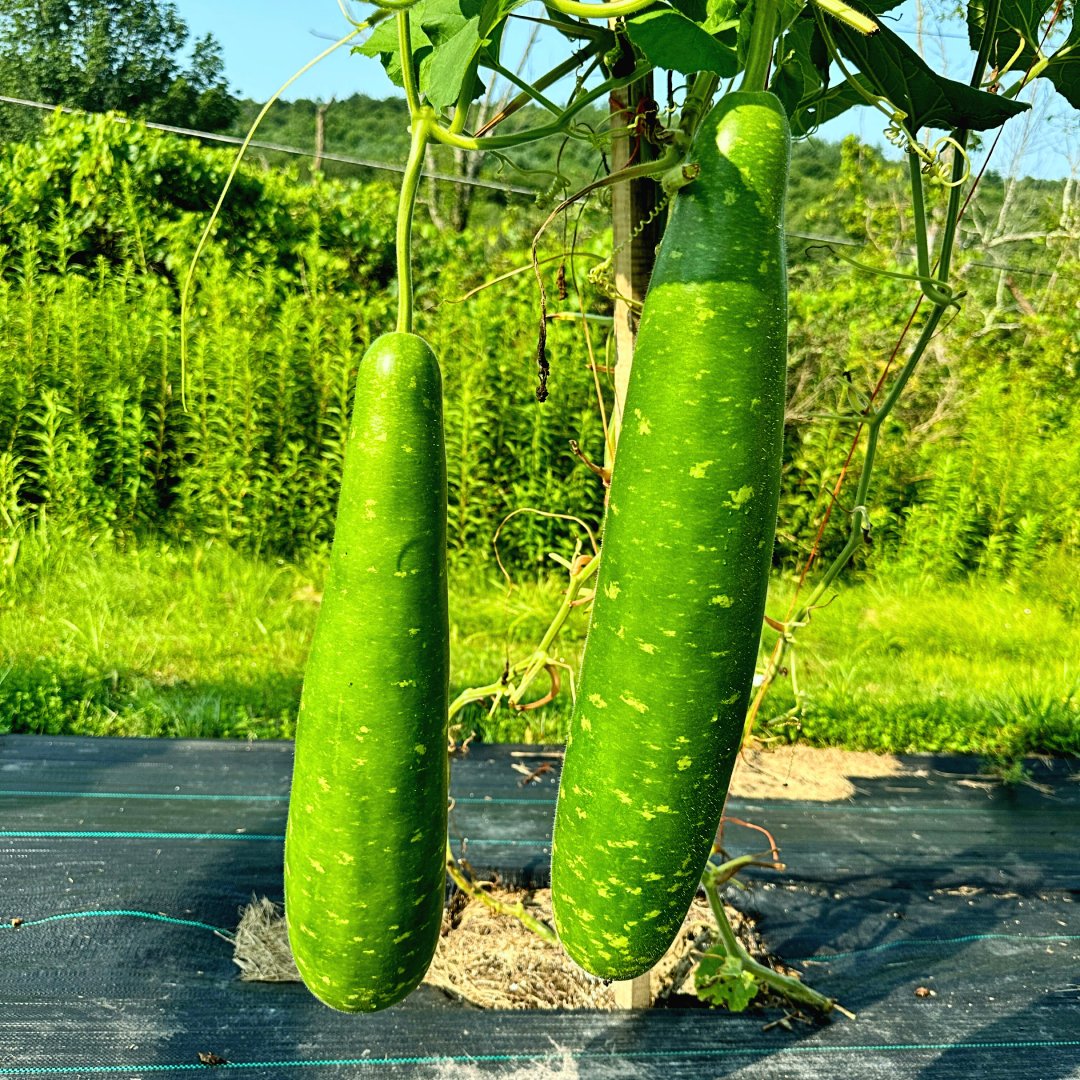 Bottle Gourd (Calabash) Seeds – Long Green Variety | Bangladeshi / Indian Lau Seeds | Lagenaria Siceraria Non-GMO F1 Hybrid Vegetable Seeds - Image 4