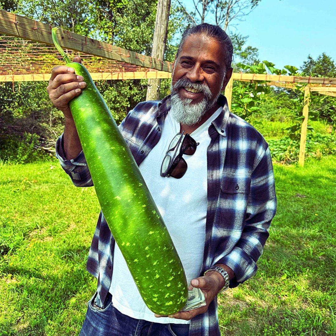 Bottle Gourd (Calabash) Seeds – Long Green Variety | Bangladeshi / Indian Lau Seeds | Lagenaria Siceraria Non-GMO F1 Hybrid Vegetable Seeds - Image 3