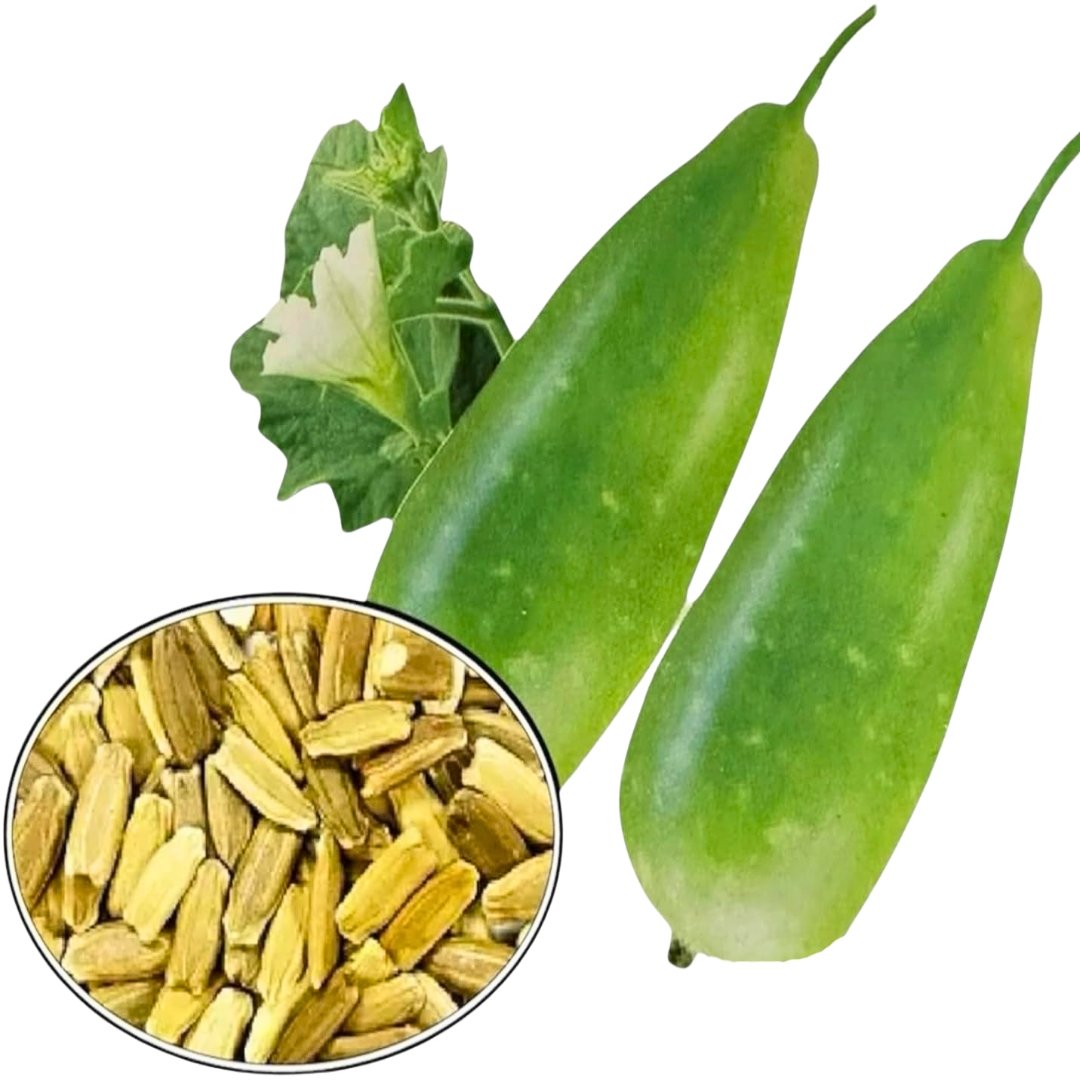 Bottle Gourd Lovely Bangladeshi Lau fruit and seeds – Organic heirloom Non-GMO calabash vegetable