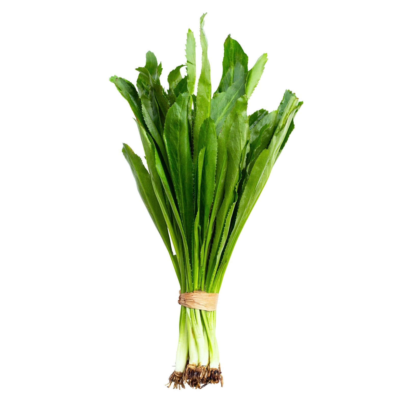 Fresh Ngo Gai Sawtooth Coriander leaves with serrated edges in a garden
