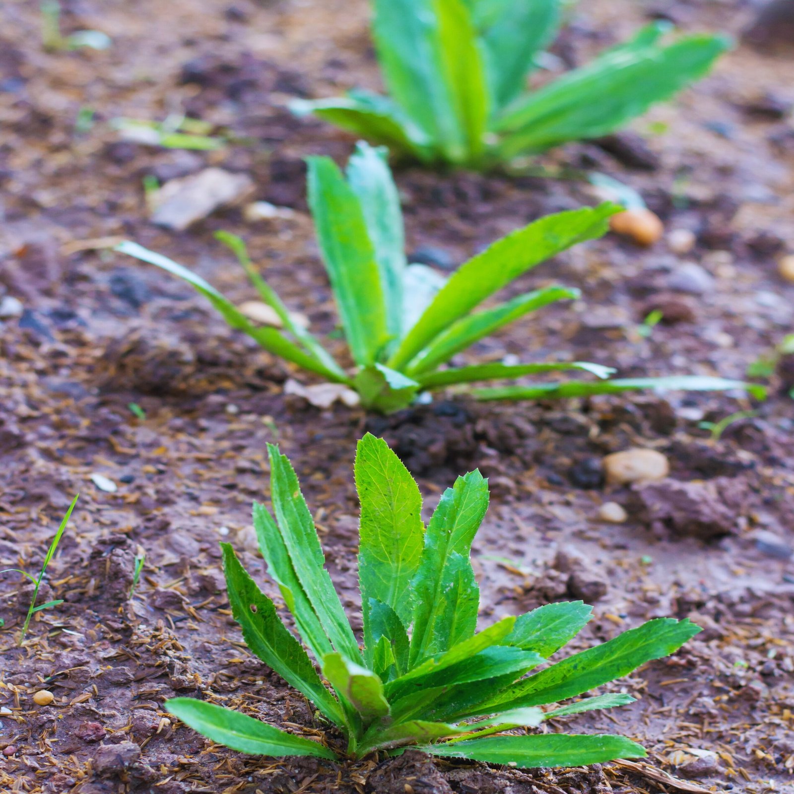 Culantro plant leaves growing – Bilati Dhonia Ngo Gai Recao herb