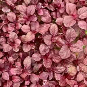 Red Amaranth Rakta Karabi Seeds Amaranthus tricolor Lal Shak