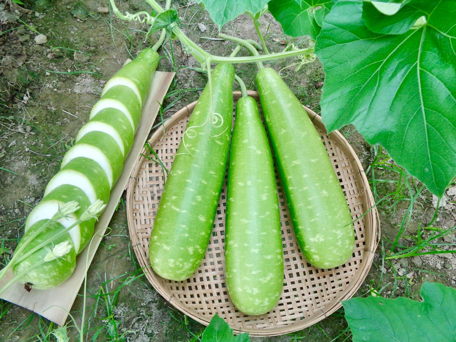 Bottle Gourd Nice Green Seeds, lagenaria siceraria calabash long smooth bottle gourd