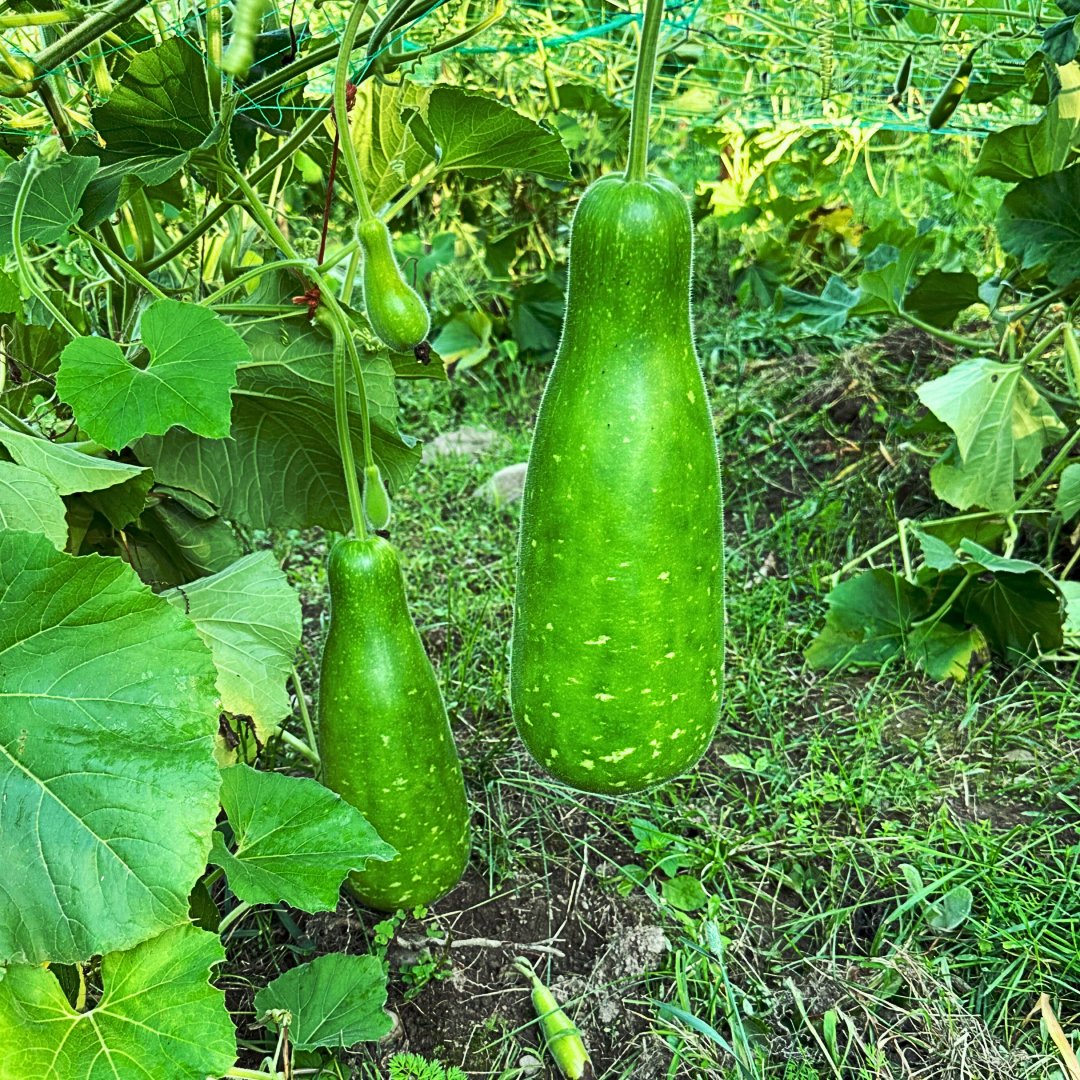 Bangladeshi / Indian Lau Seeds
