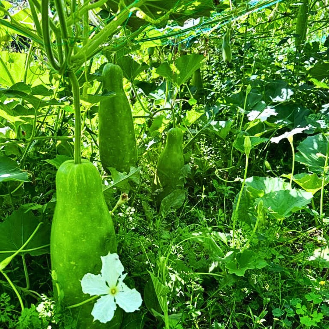 Lagenaria Siceraria Non-GMO