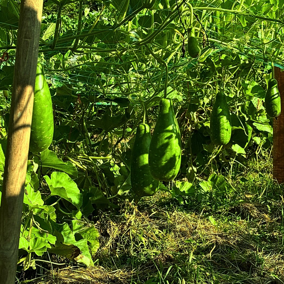 F1 Hybrid Vegetable Seeds