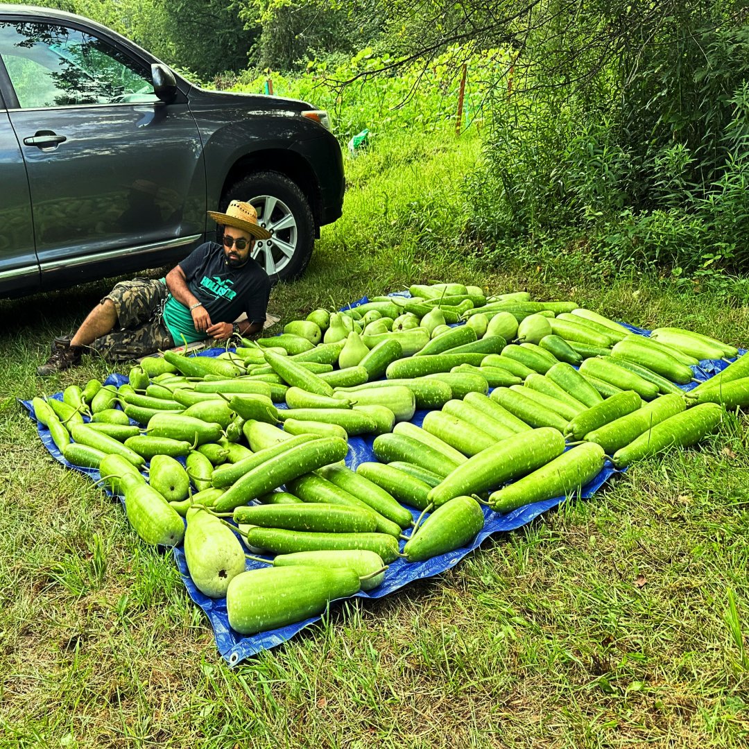 Bottle Gourd Lagenaria siceraria