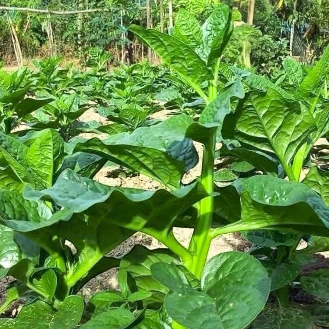 Malabar Spinach