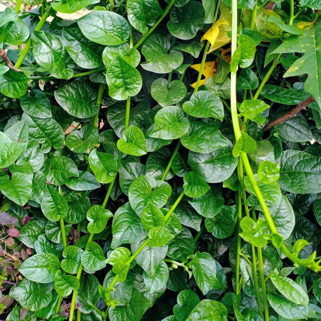 pui shak green regular thin malabar spinach seeds