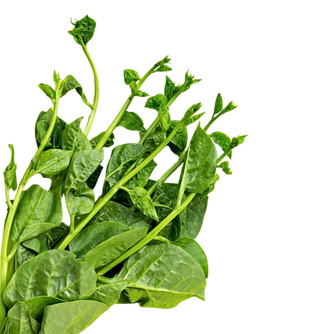 malabar climbing vine spinach seeds