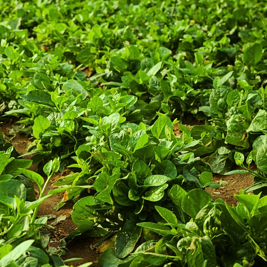 Pui Shak Malabar Spinach