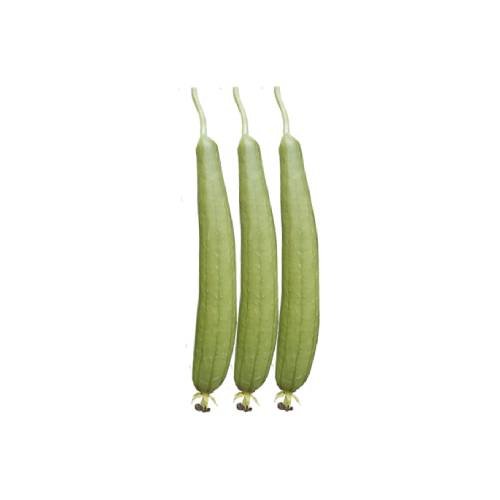 Sponge Gourd Seeds – White Angle For Planting