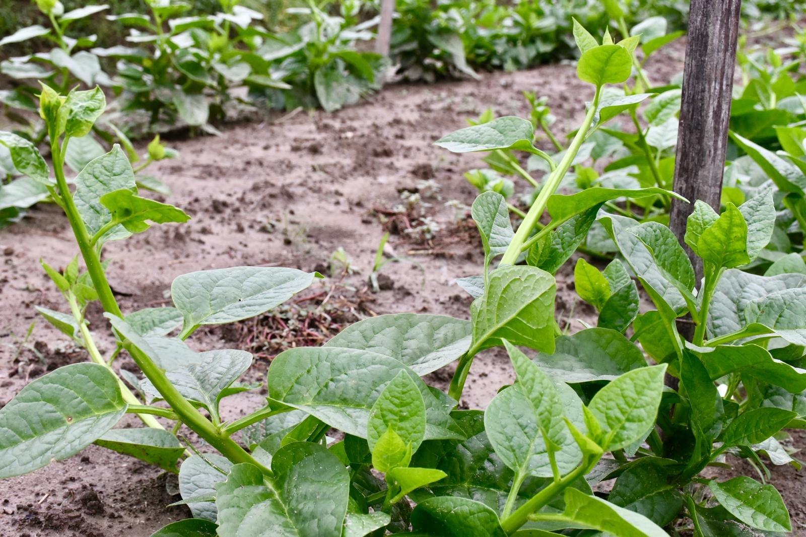 Pui Shak Green Regular Thin Vines Seeds Malabar spinach leafy vine for ground and trellis growing in USA home gardens