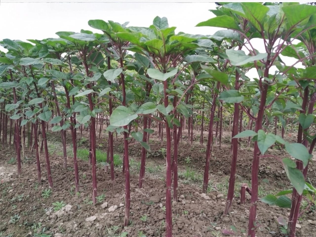 Stem Amaranth Seeds || Data Shak (Red Army Variety) Seeds For Planting