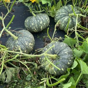 Bangla Sweet Pumpkin Seeds
