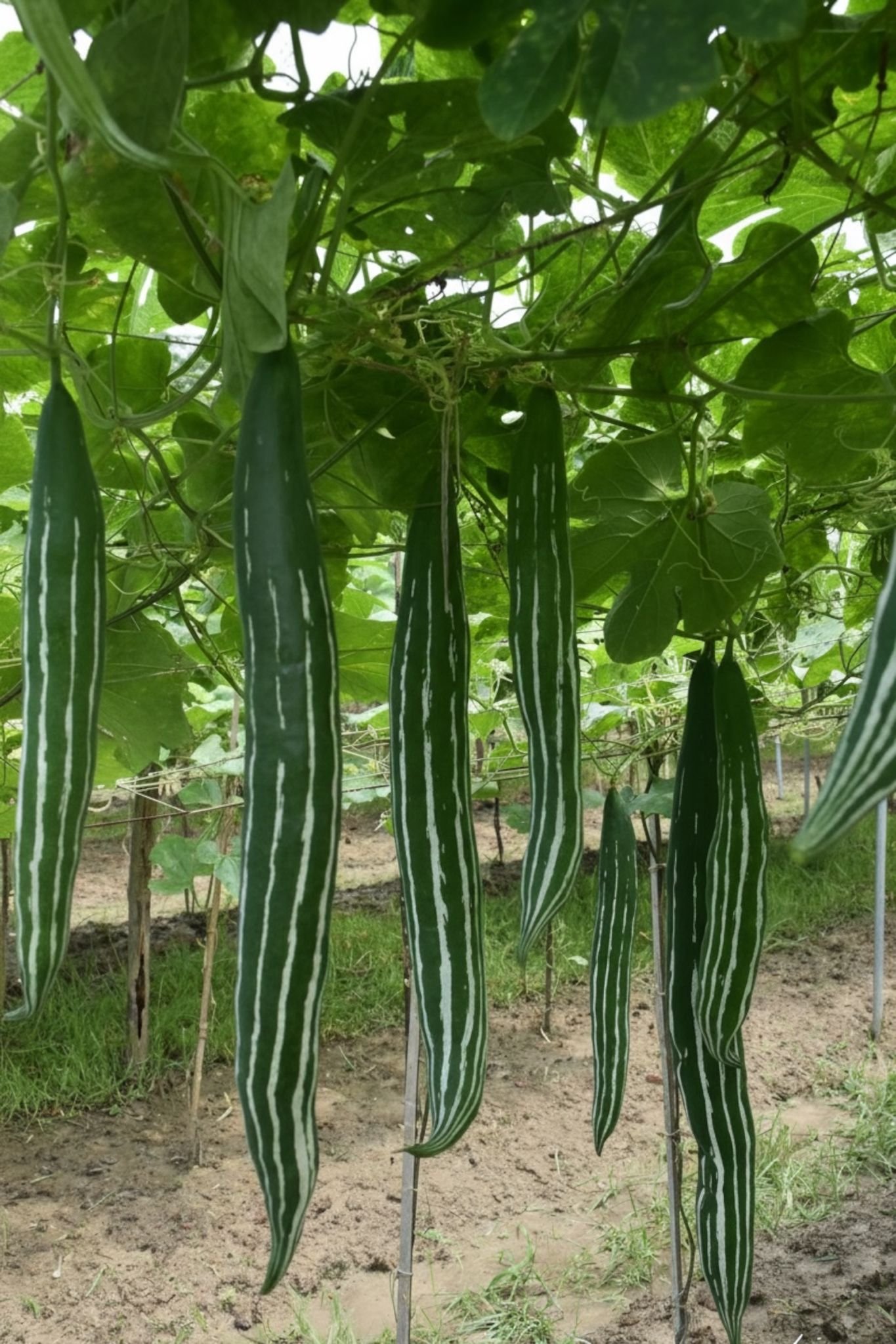 Snake Gourd - Nakshi Plus Seeds For Planting - Image 2