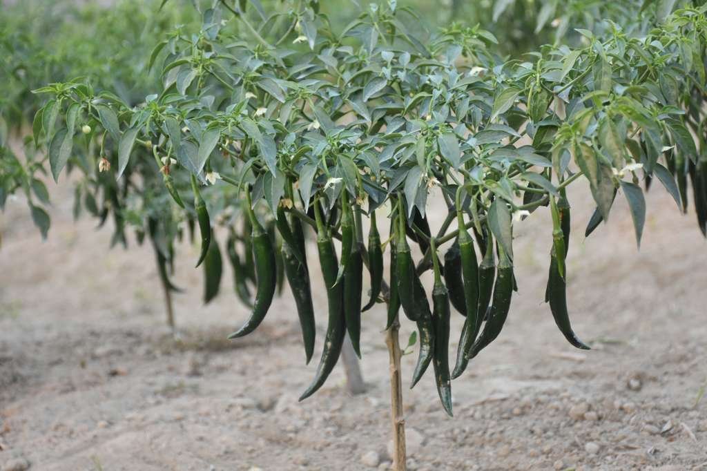 Chilli Seeds – Picnic Super For Planting - Image 2
