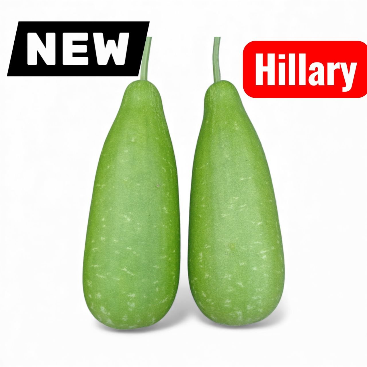 Bottle Gourd || Hillary Bottle Gourd Seeds - Image 3
