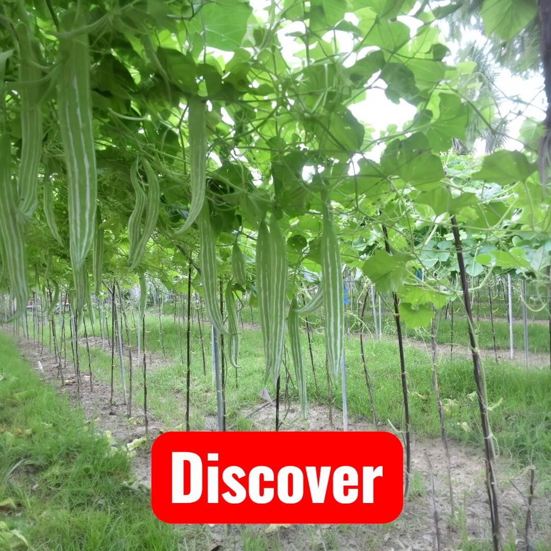 Snake Gourd || Discover Snake Gourd Seeds