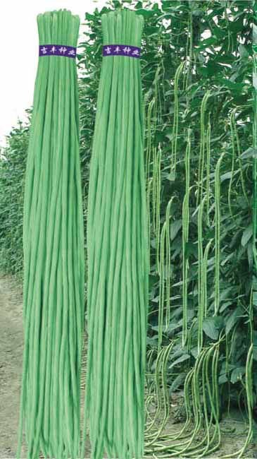 Jessica || Yard long Bean Jessica 40, Seeds - Image 3