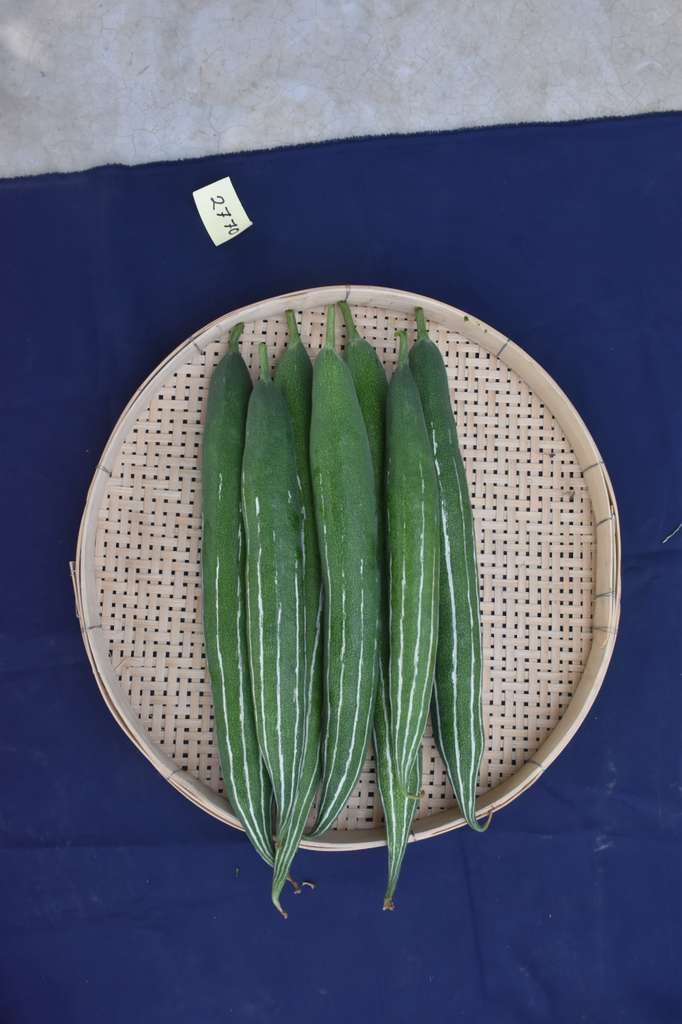 Snake Gourd || Summer Super Snake Gourd 10 Seeds - Image 4