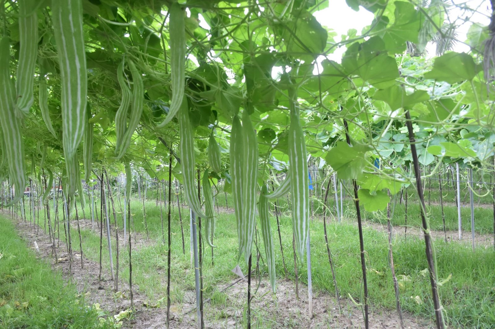 Snake Gourd || Discover Snake Gourd Seeds - Image 2