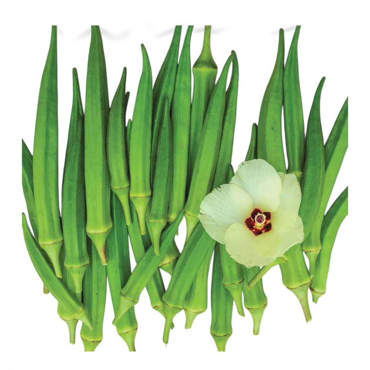 Okra Seeds - Clemson Spineless - Image 2