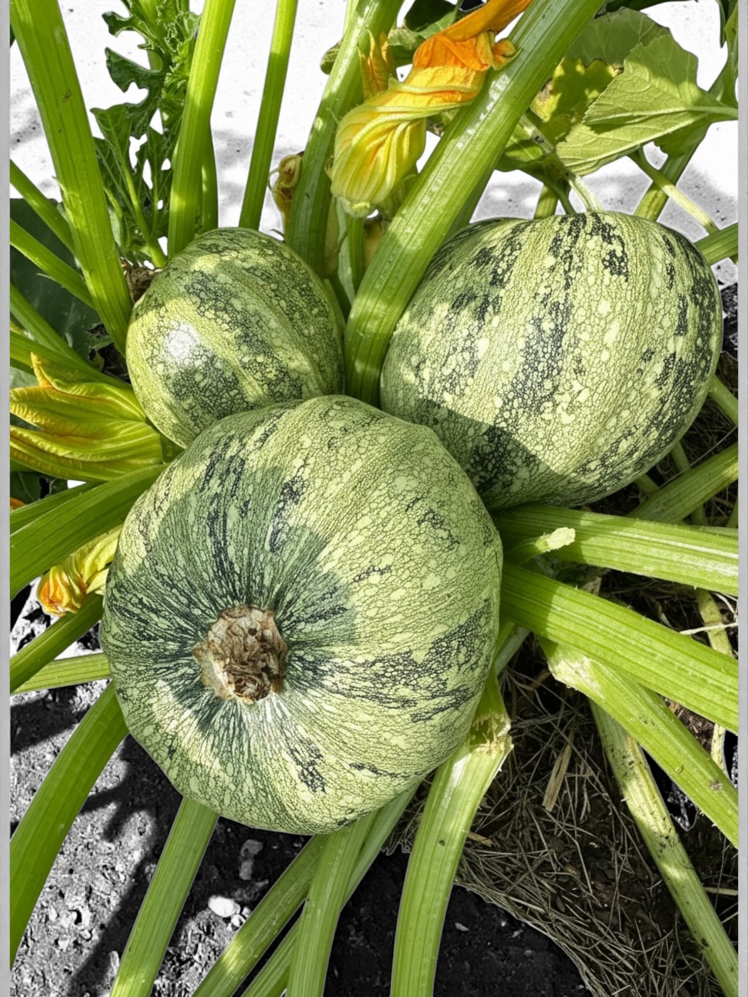 Zucchini Seeds - Round ( mixed color) - Image 3