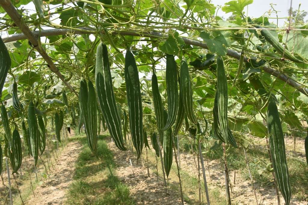 Snake Gourd || Summer Super Snake Gourd 10 Seeds - Image 2