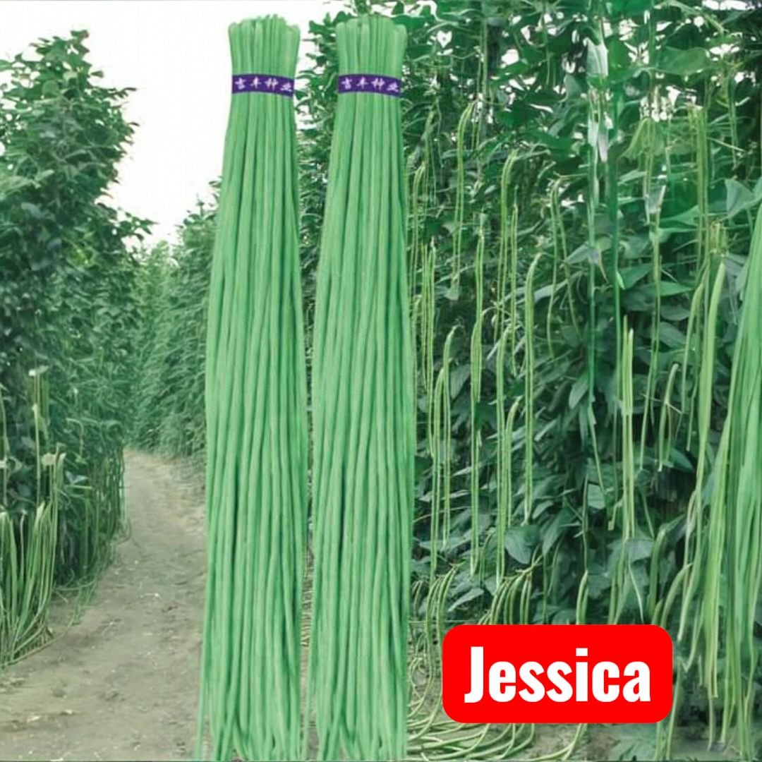 Jessica || Yard long Bean Jessica 40, Seeds - Image 2