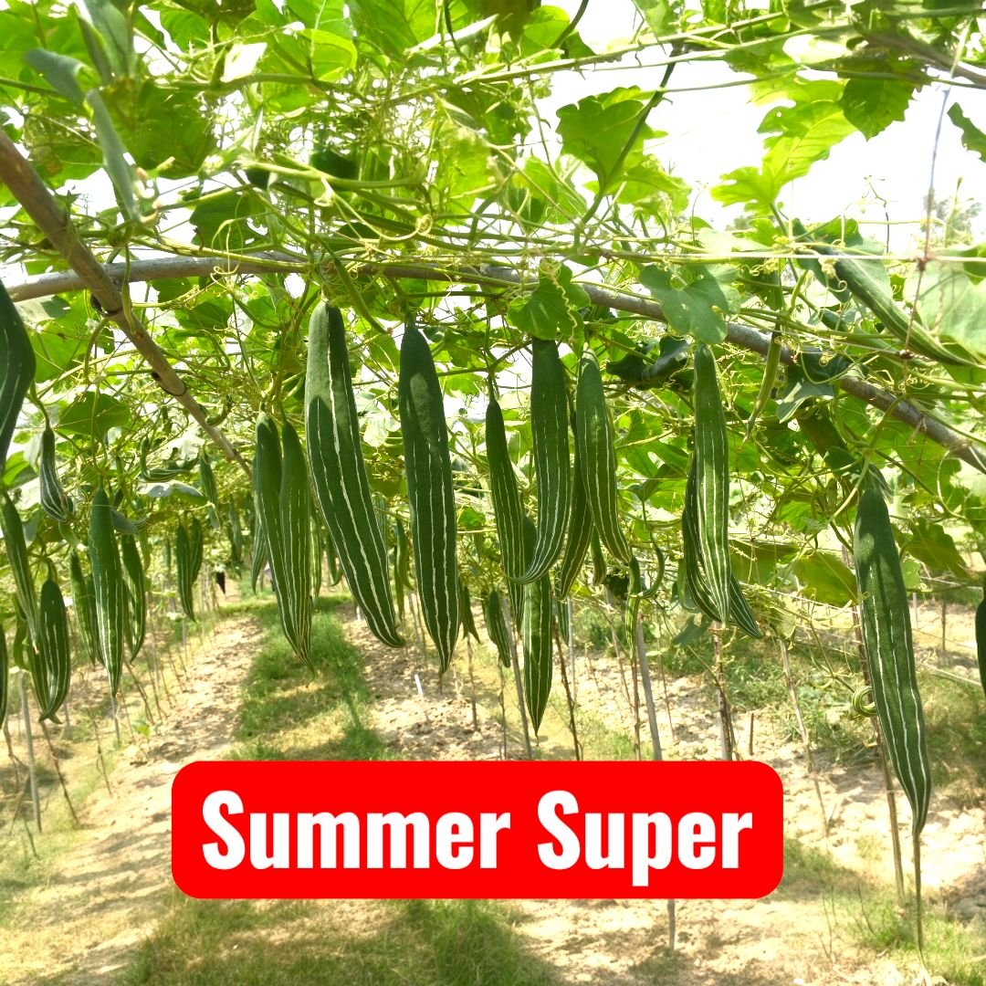 Snake Gourd || Summer Super Snake Gourd 10 Seeds - Image 3