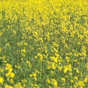 Mustard Seeds - Cover Crops