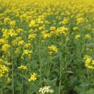 Mustard Seeds - Cover Crops