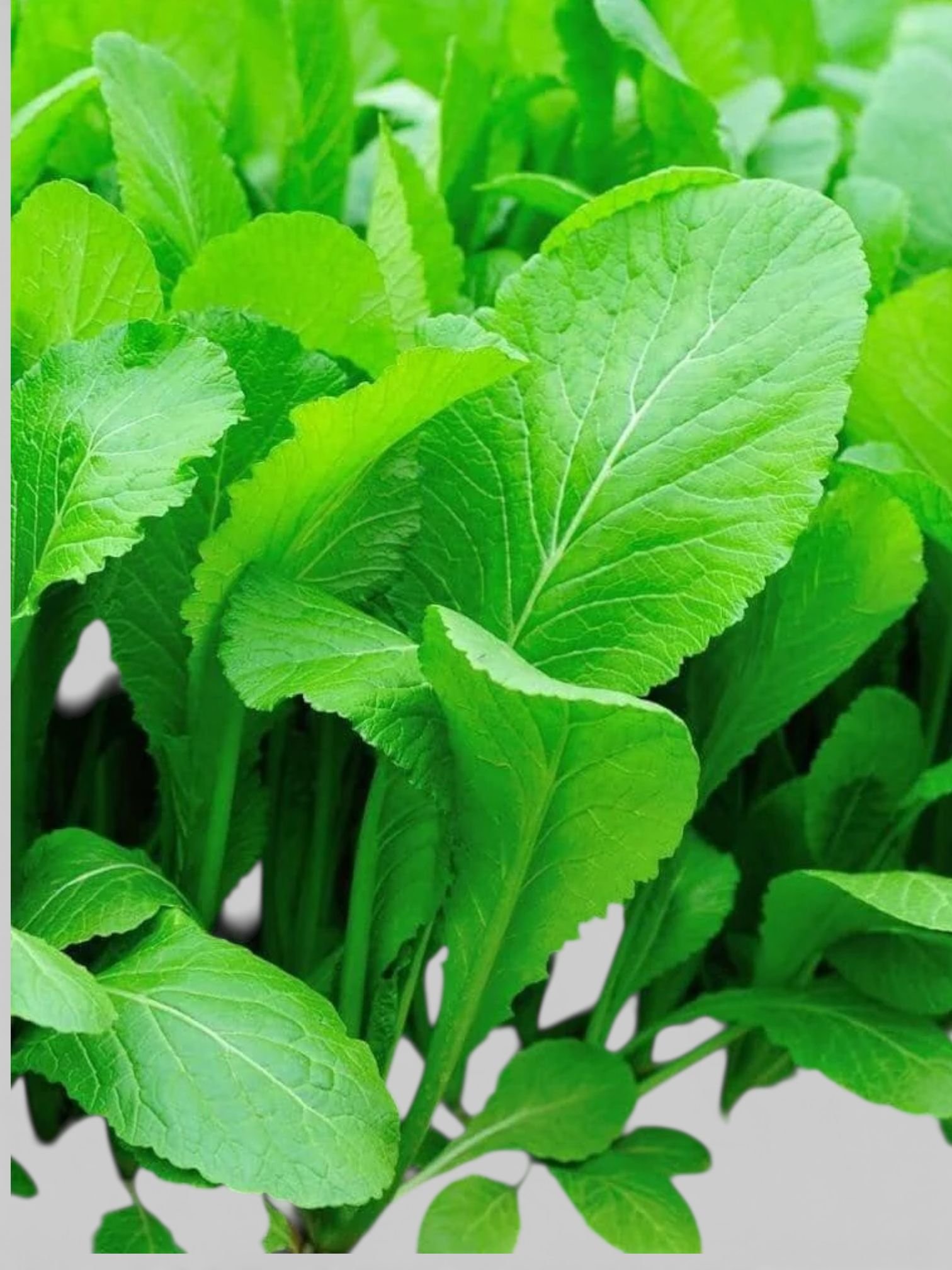 Mustard Seeds - Japanese Mustard Spinach Tender Green
