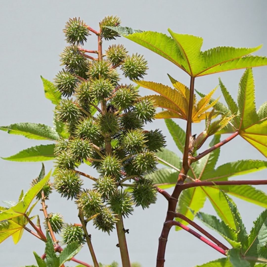 Zanzibar Castor Bean Seeds – Ricinus communis Ornamental Plant - Image 2