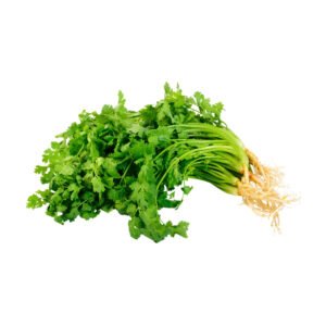 Organic cilantro growing in garden
