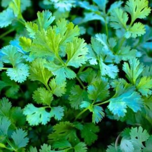 Organic coriander leaves Coriandrum sativum