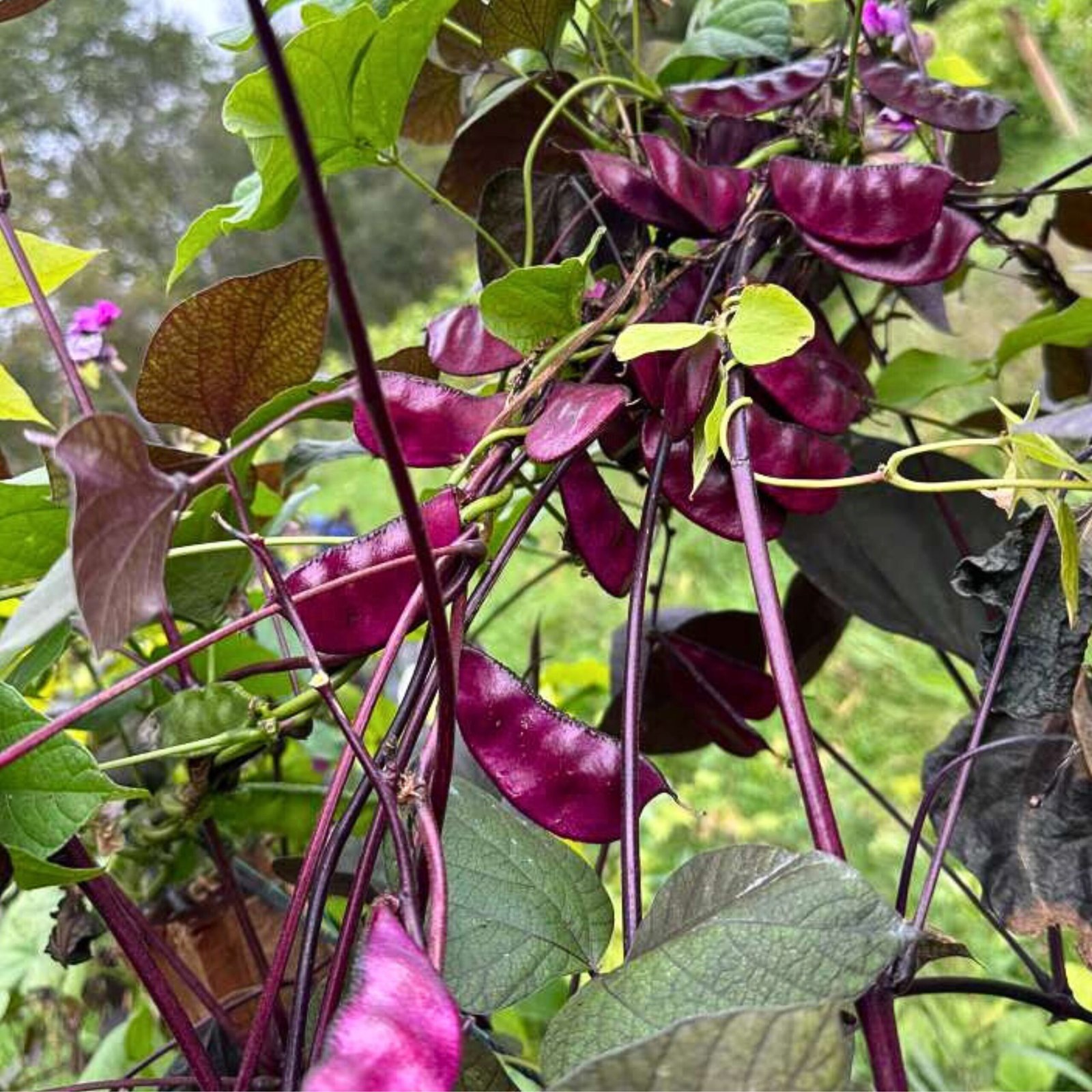 Hyacinth Bean – Purple Seeds | Lablab purpureus Dolichos Red-leaved Climbing Vine | Ornamental & Edible Bean - Image 2