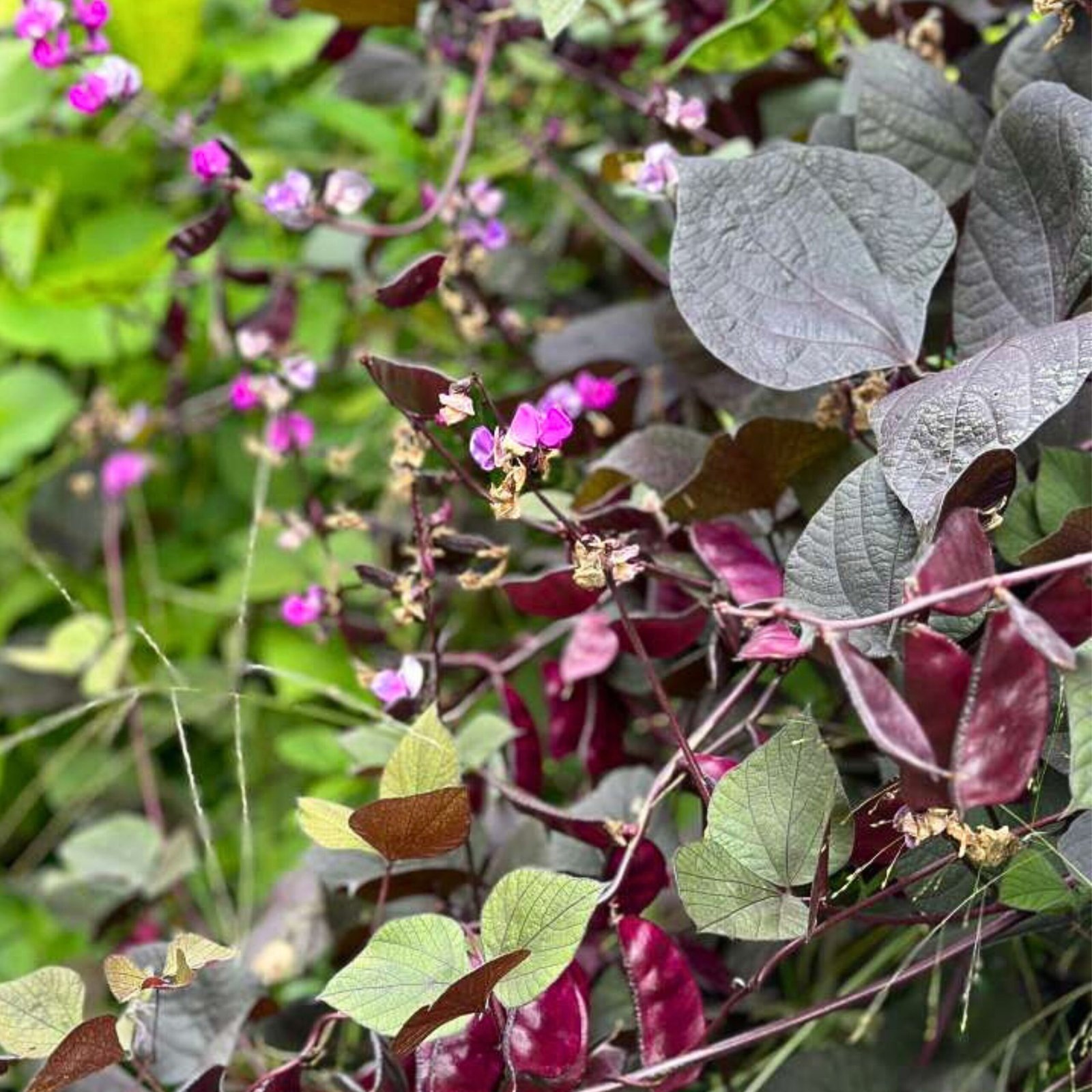 lablab purpureus purple variety