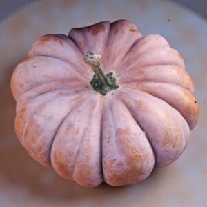 musquee de provence pumpkin heirloom variety