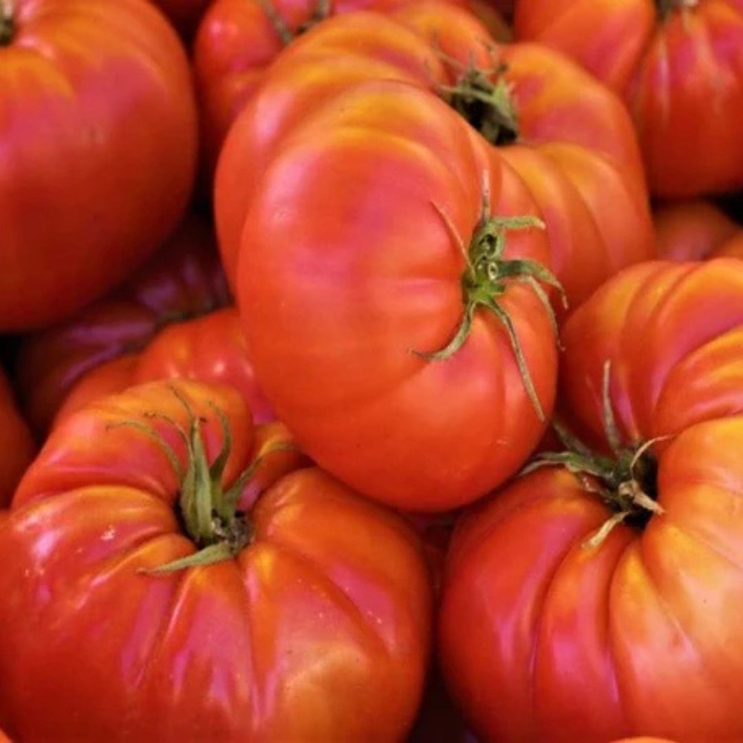 brandywine red tomato close up