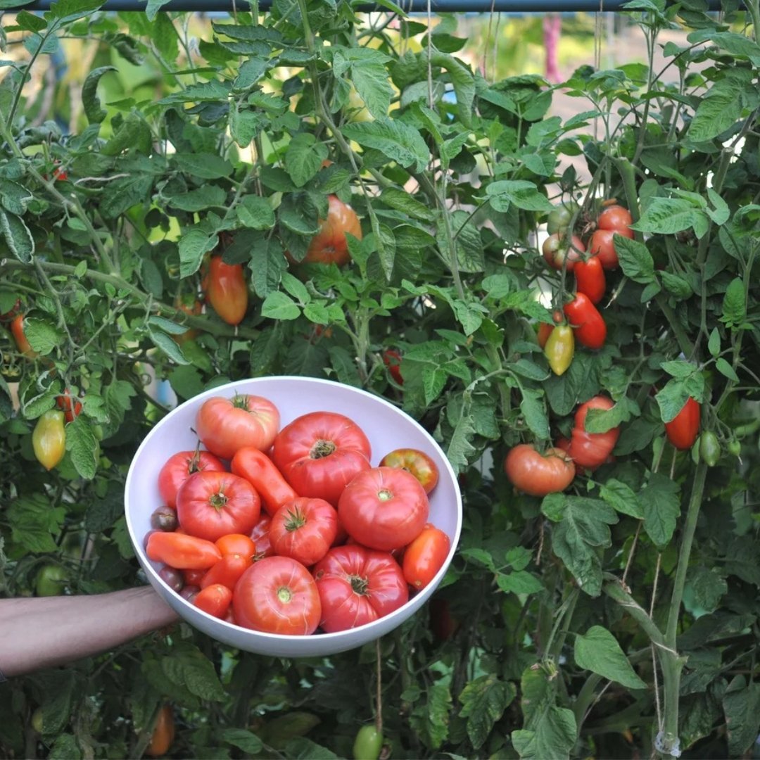 Red Brandywine Heirloom Tomato Seeds – Non-GMO Large Beefsteak Tomato - Image 3