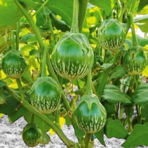 Green Thai apple eggplant Solanum melongena