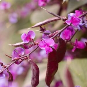 purple moonshadow hyacinth bean flower