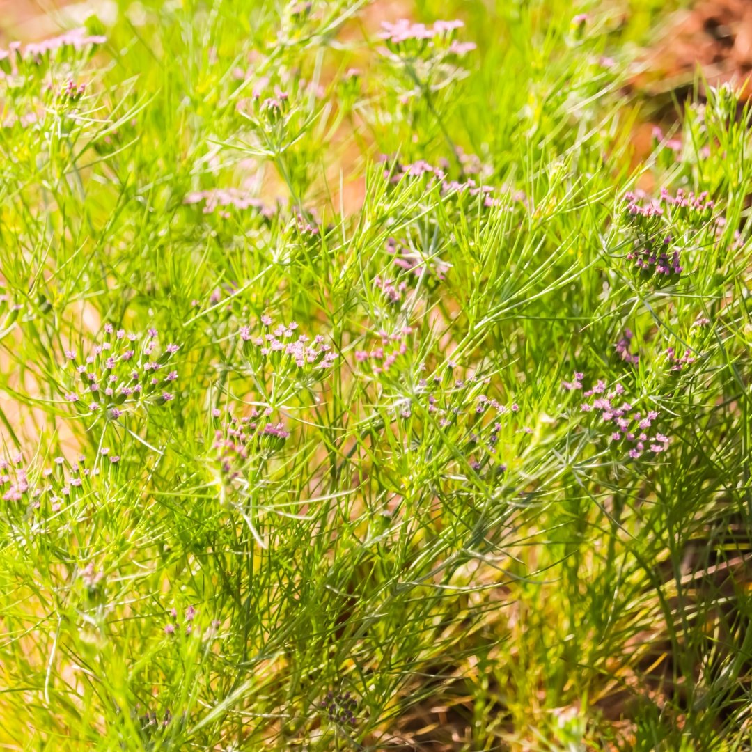 Cumin flowers blooming on cumin herb plant producing seeds for culinary spice