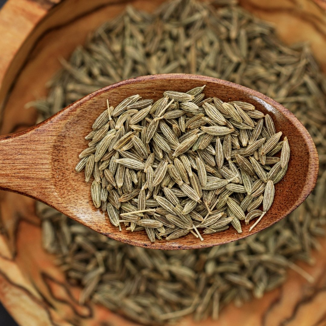 Cumin herb plant foliage growing in herb garden bed with feathery green leaves