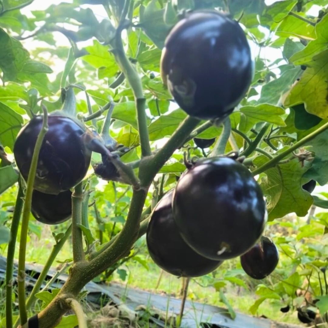 Bangladeshi Deshi Tal Begun eggplants growing on plant with oval dark purple fruits ready for harvest