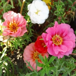 Portulaca Double Mix Seeds